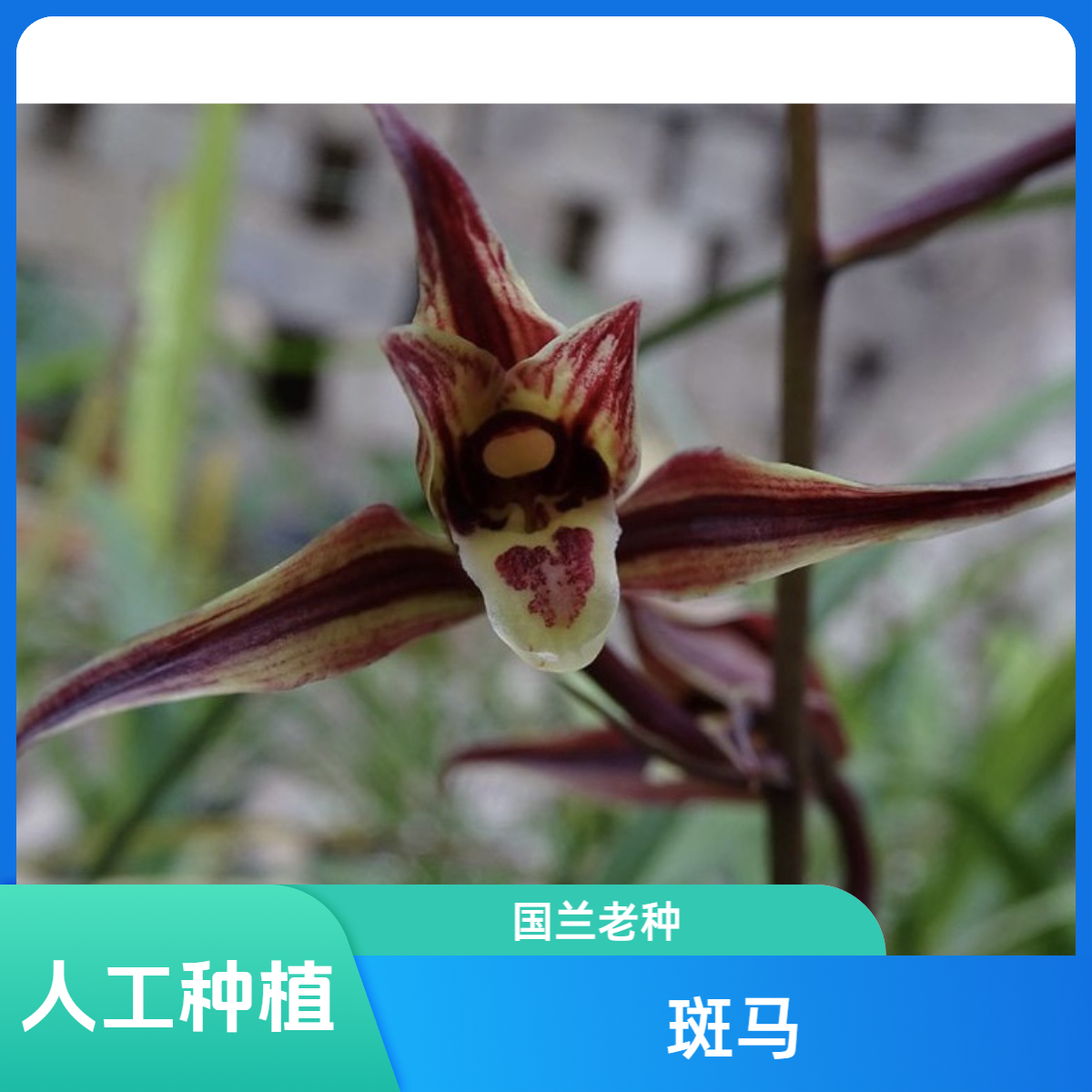 【斑马】寒兰名品 国兰老种2苗 花开浓香 好养易活 对版 人工种植