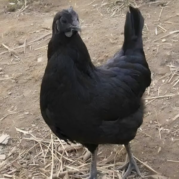 【10只】五黑鸡整只鸡肉鲜美单只半斤左右