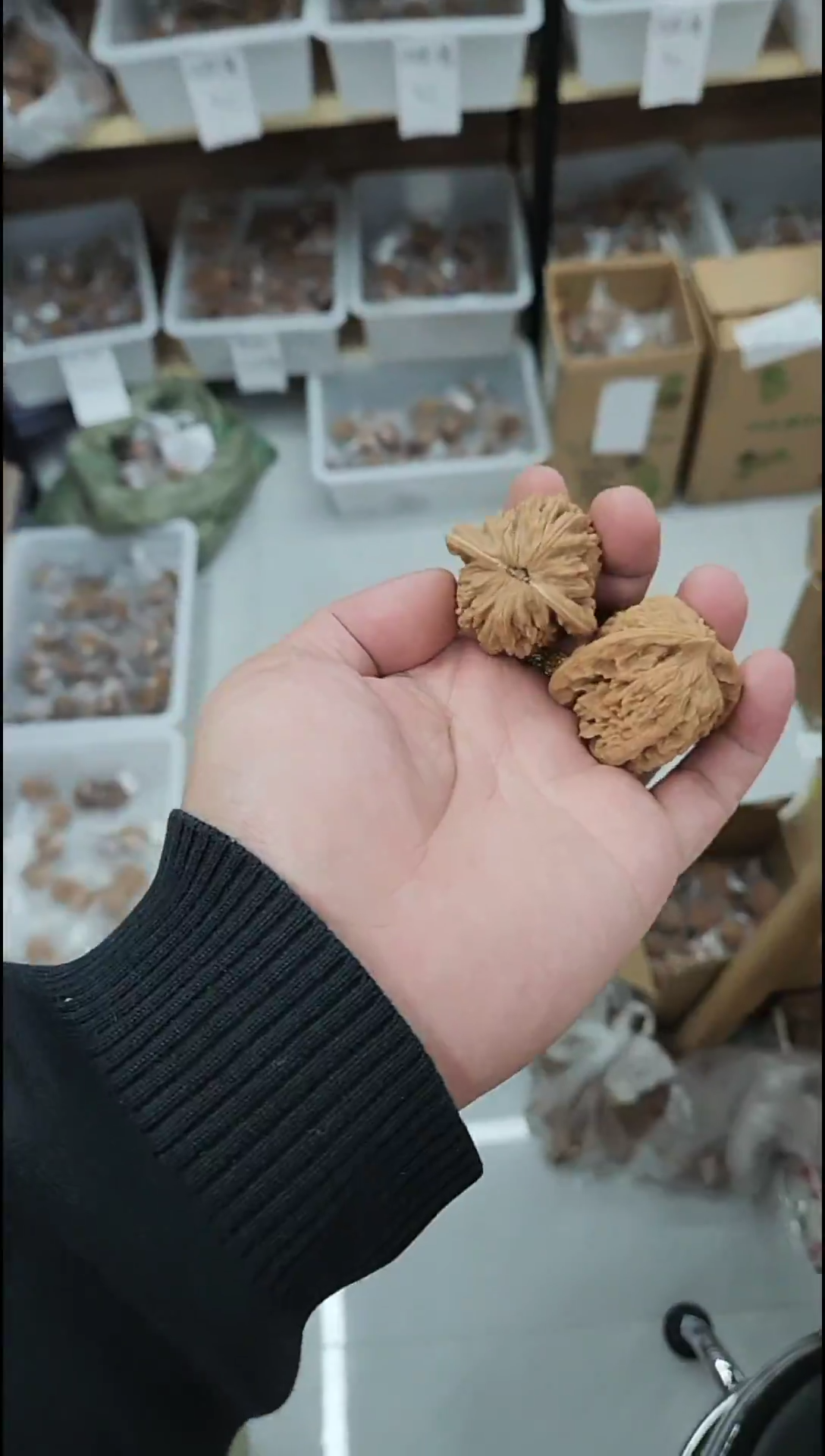 把件核桃福利【汉高楼】无修#4009711