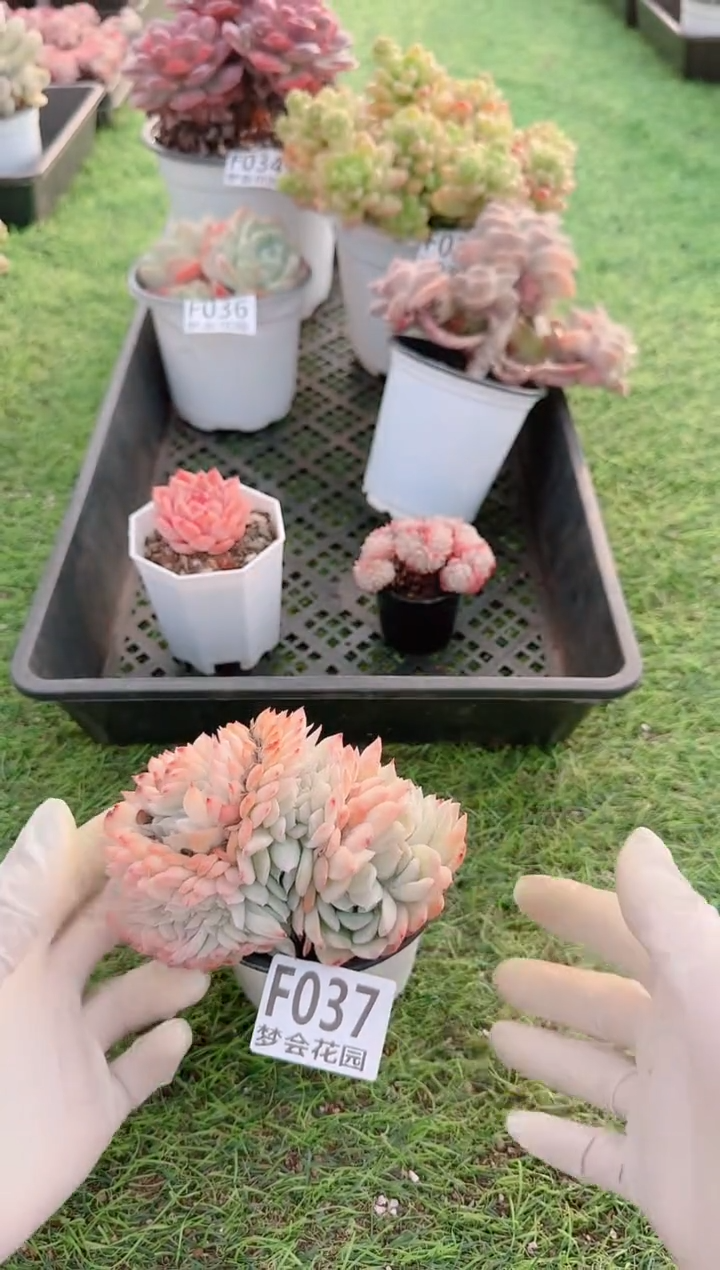 【闪购商品】梦会多肉一物一拍