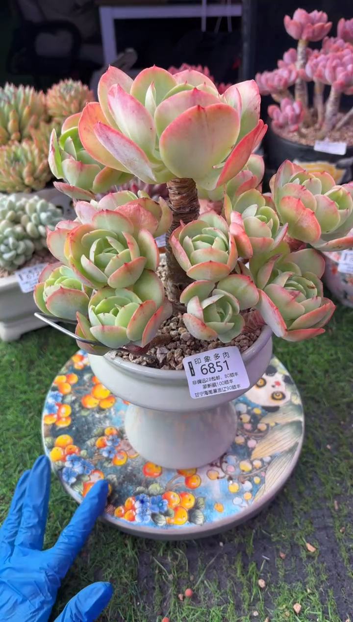 昆明印象多肉6851