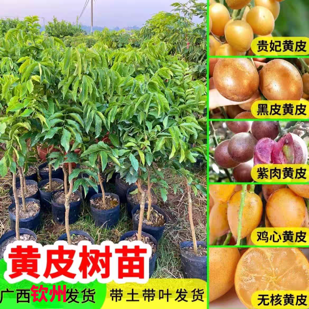 正宗广西嫁接黑黄皮鸡心黄皮果树苗纯甜带土带叶种植盆栽地栽