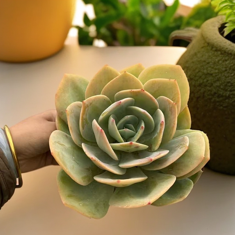 处理白凤脱土/好养多肉 多肉植物/美观植物