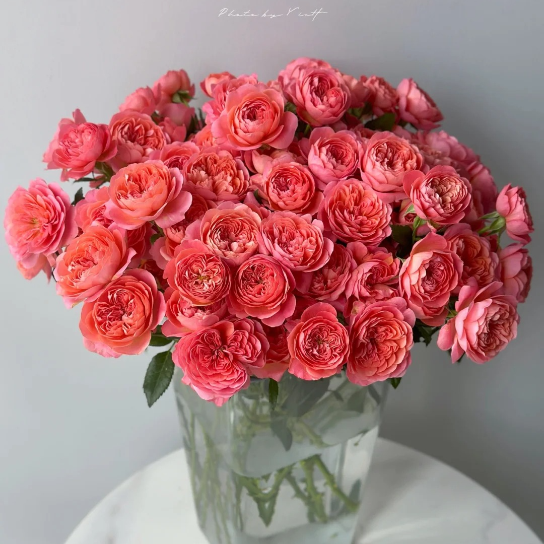 红果汁【花王多头】不耐运输，请凑单升级快递，保护花花