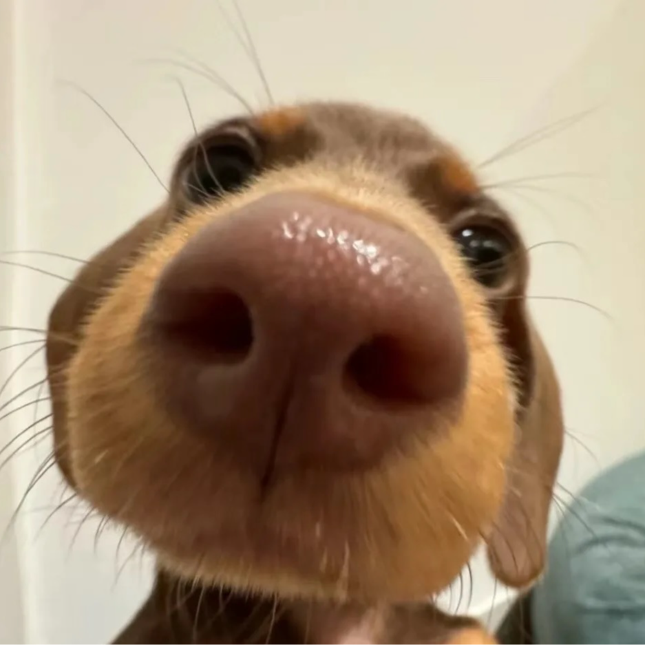 【Lucky家腊肠狗狗】腊肠犬腊肠幼犬定金链接长毛。