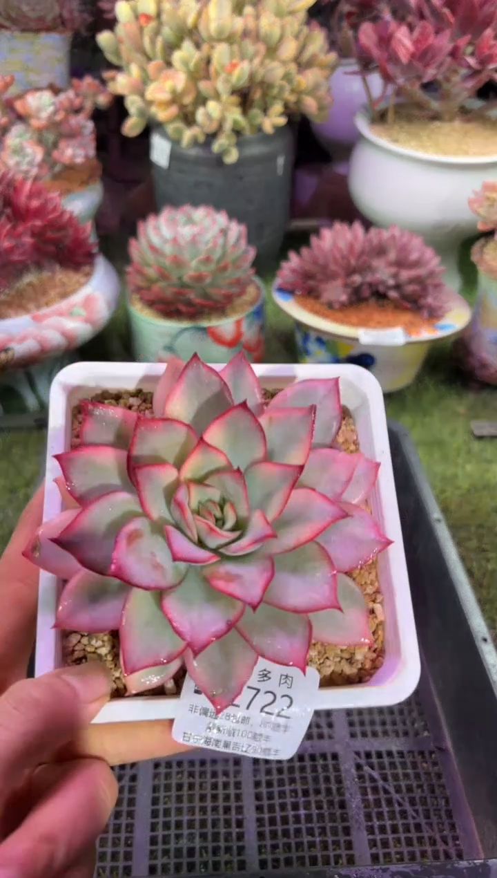 【闪购商品】02722