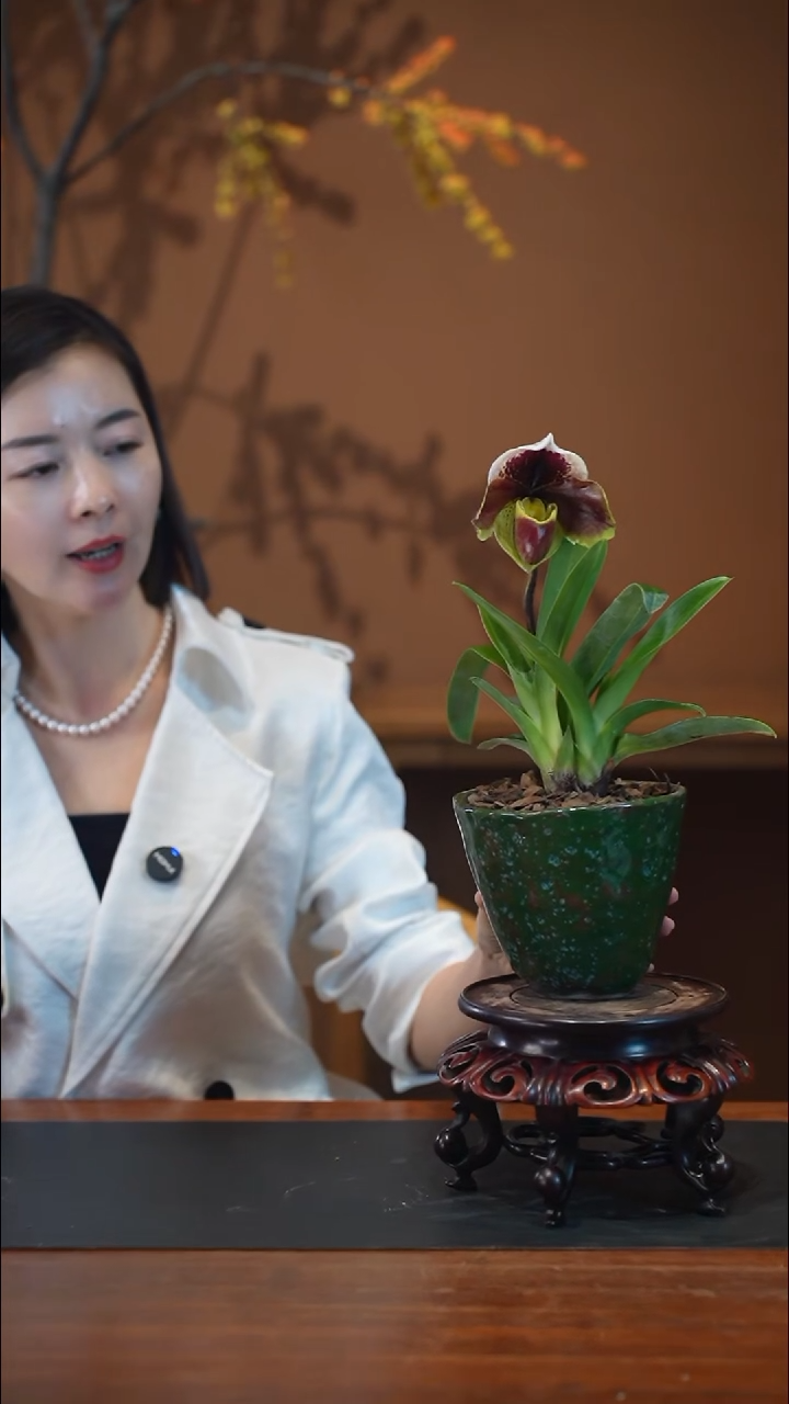 全部花朵红肉饼盆景盆景盆景