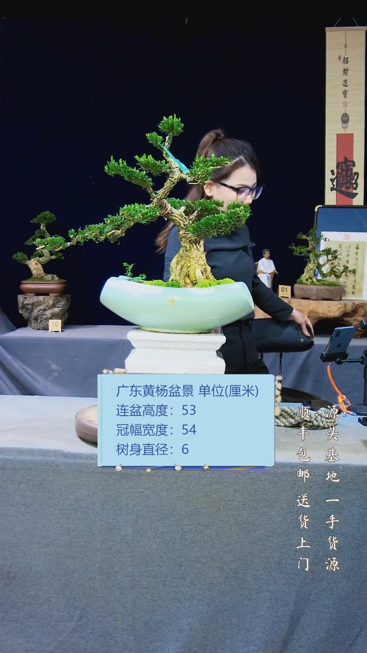 【闪购商品】黄杨盆景黄杨盆景