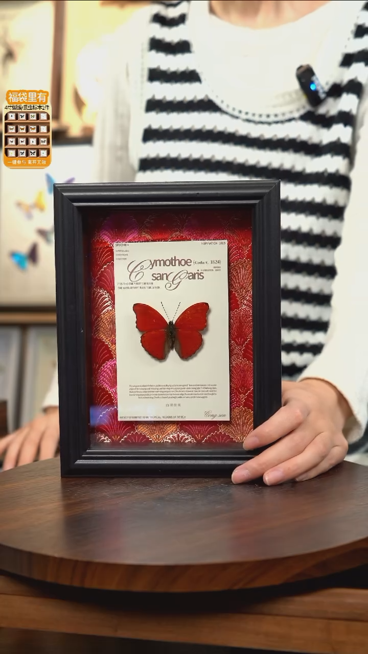 血漪蛱蝶红布底新版本 