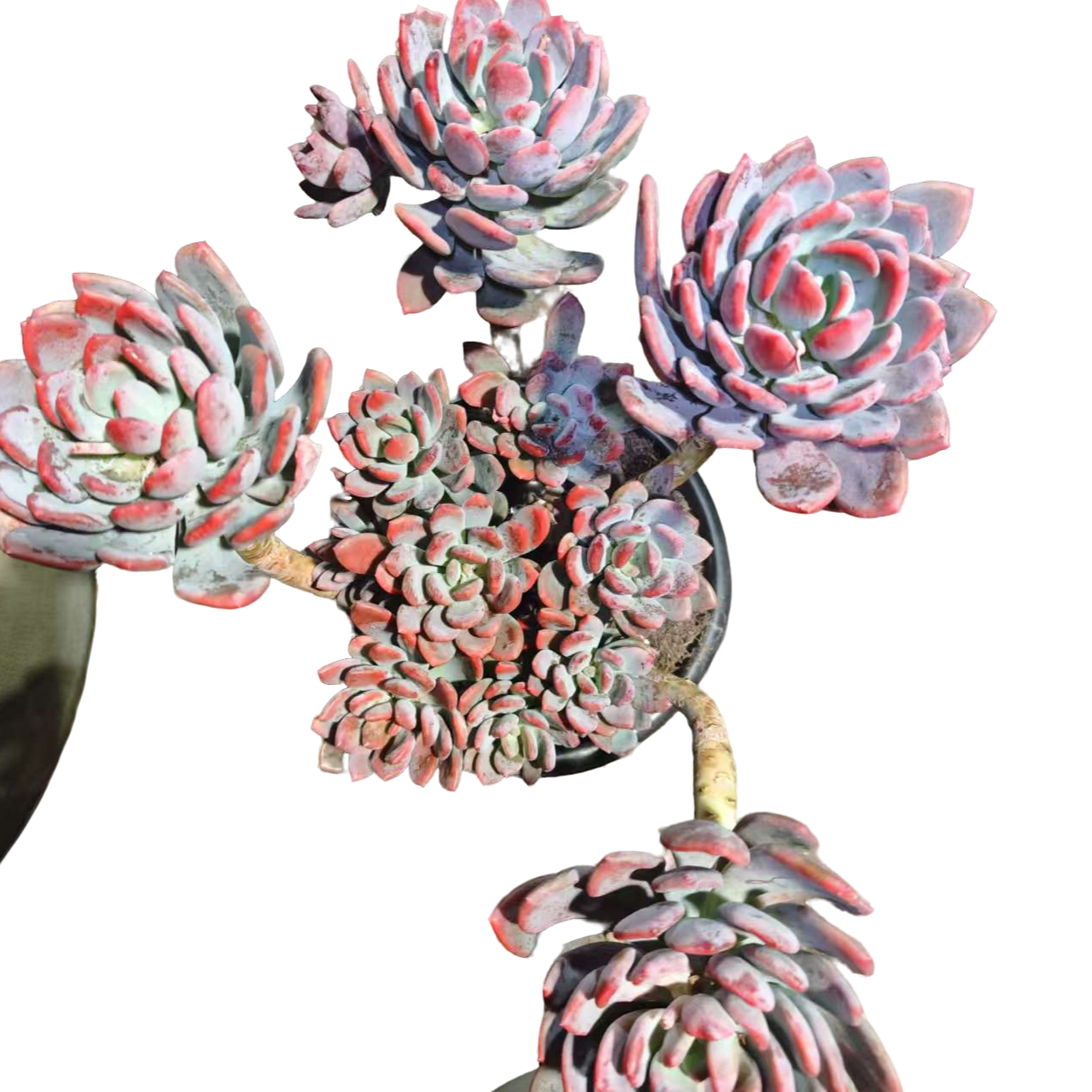 精品多肉 灰姑娘