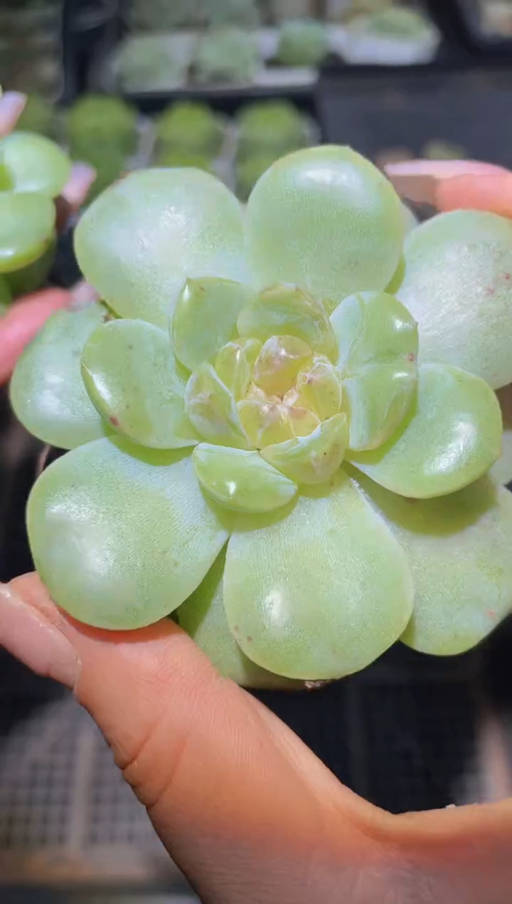 067无尽灯量拍随机发一颗
