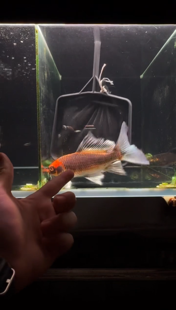 蝴蝶鲤鱼道*熊猫蝴蝶鲤