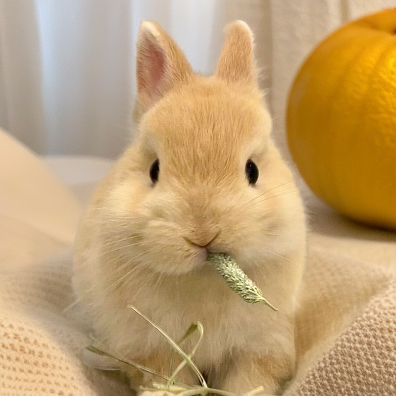 宠物兔子活体小宠链接