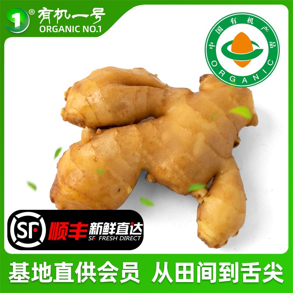有机黄姜嫩姜2斤装  孕妇宝宝月子姜醋泡姜