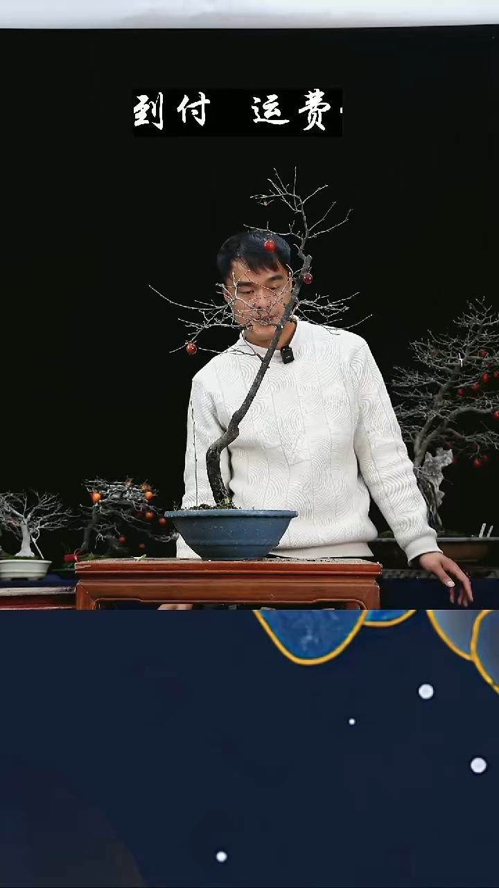 无花朵向**强807老鸦柿