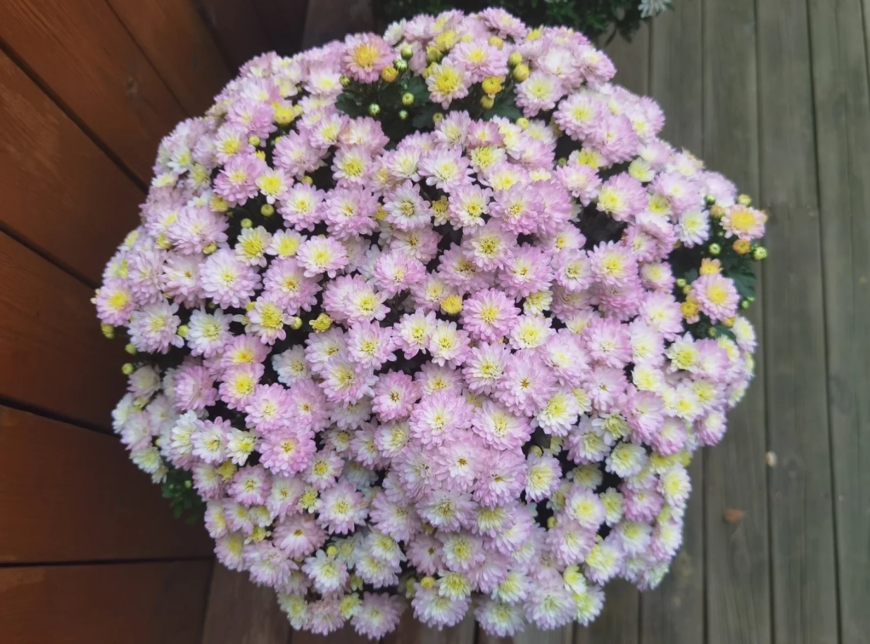 【奶油粉黛】球菊千头菊盆栽耐热耐寒多年生植物阳台庭院易养护四
