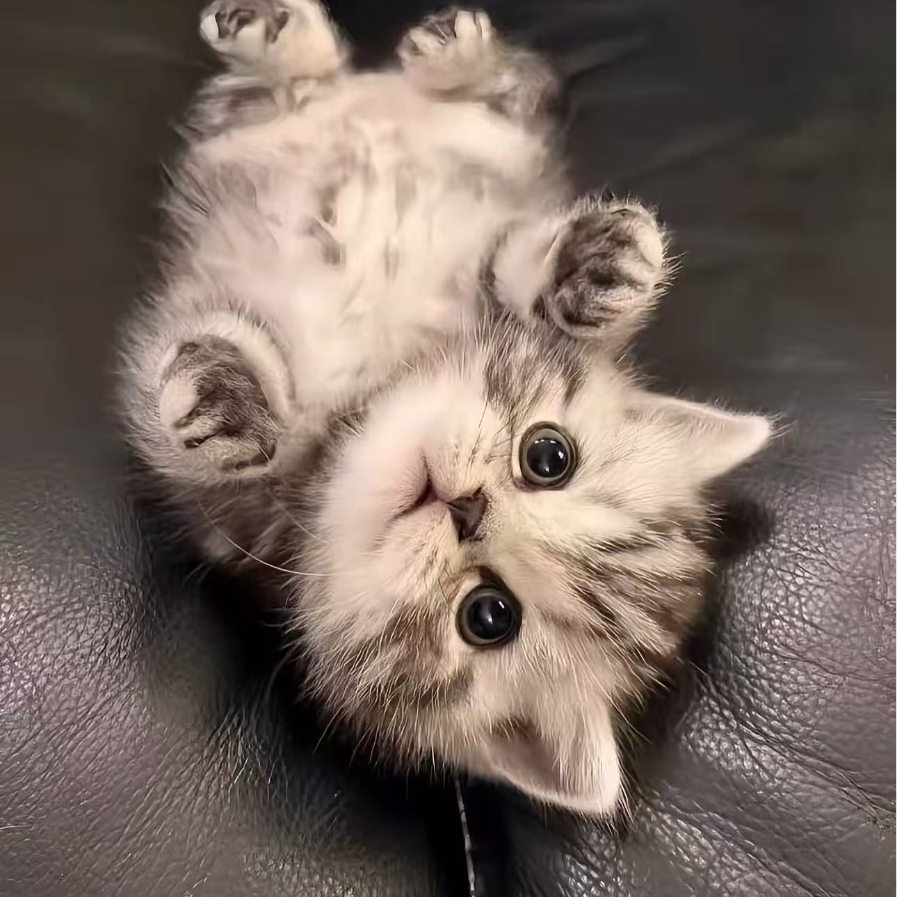 英短蓝金渐层纯种幼猫活体短毛宠物猫咪