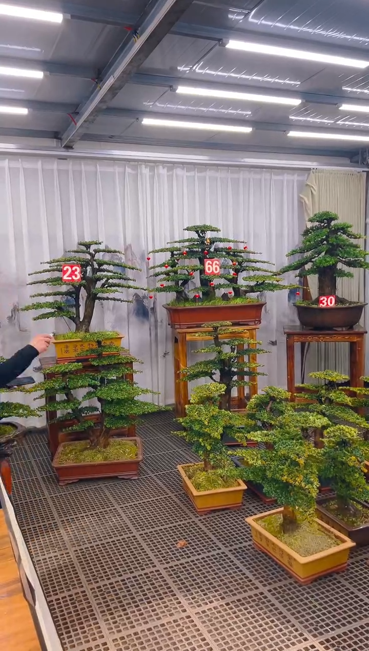 【闪购商品】紫砂精品盆景直播间一物一拍