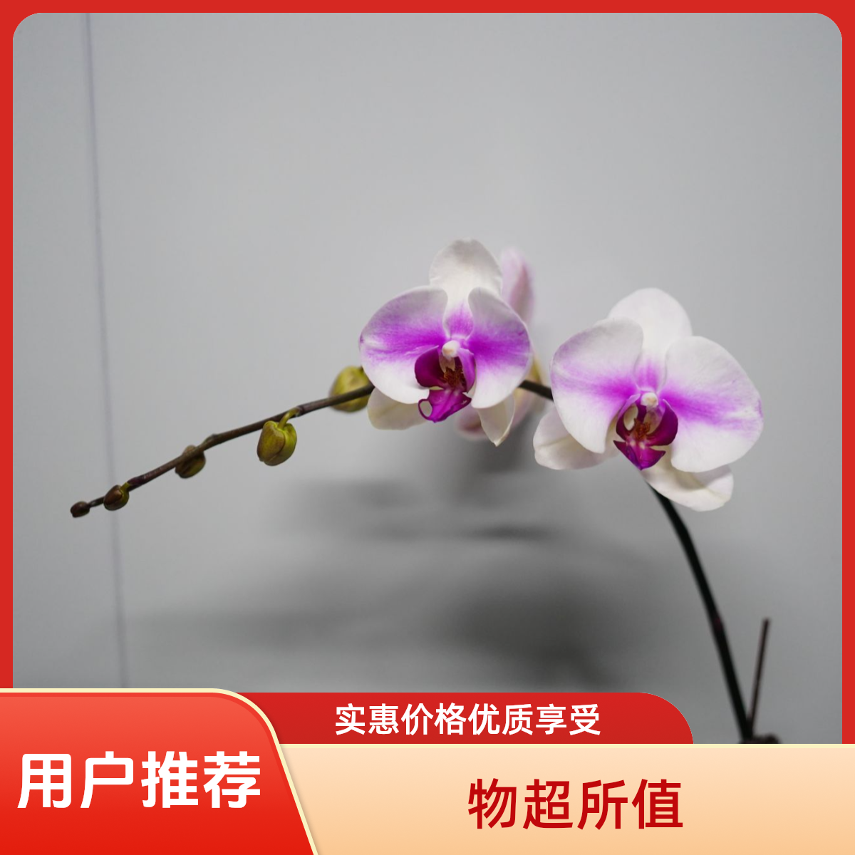 繁星里蝴蝶兰【婚纱3.0寸】带花带花苞开花珠发货