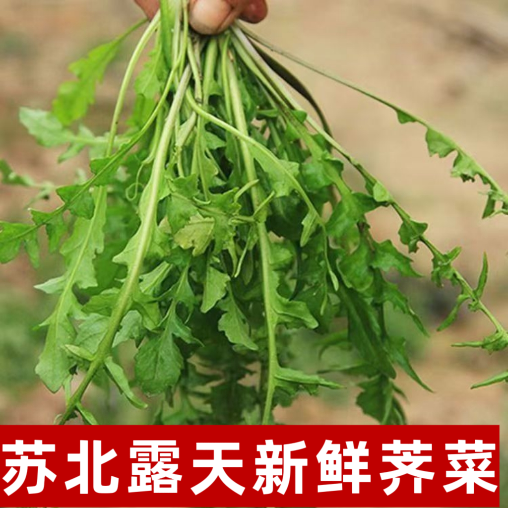 【顺丰包邮】苏北露天野生荠菜当天现挖野菜