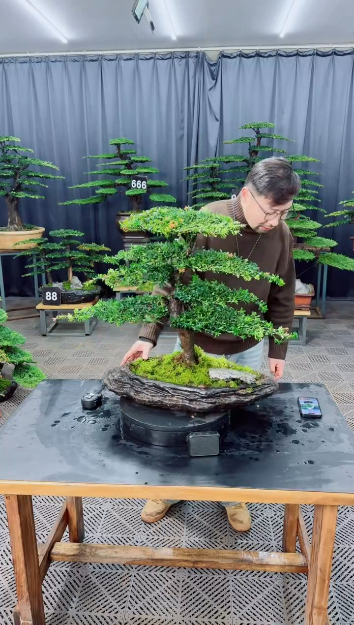 无花朵北***祖盆景.....