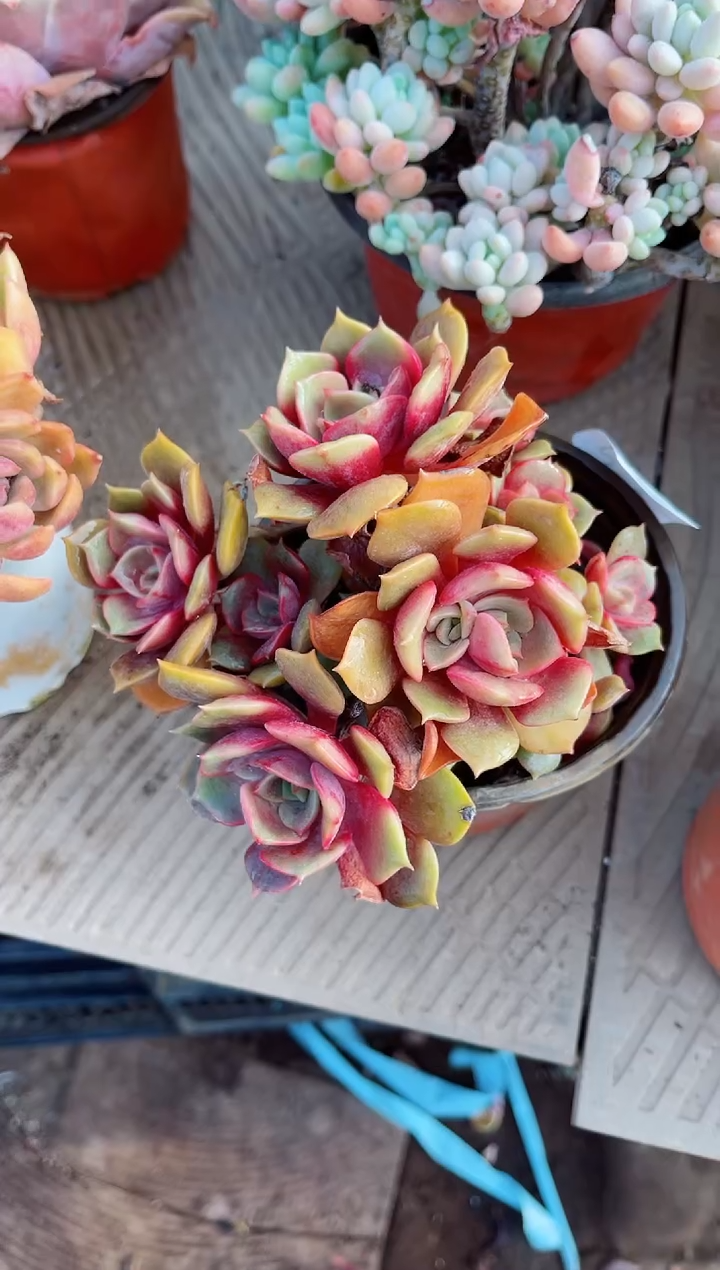 【闪购商品】23247