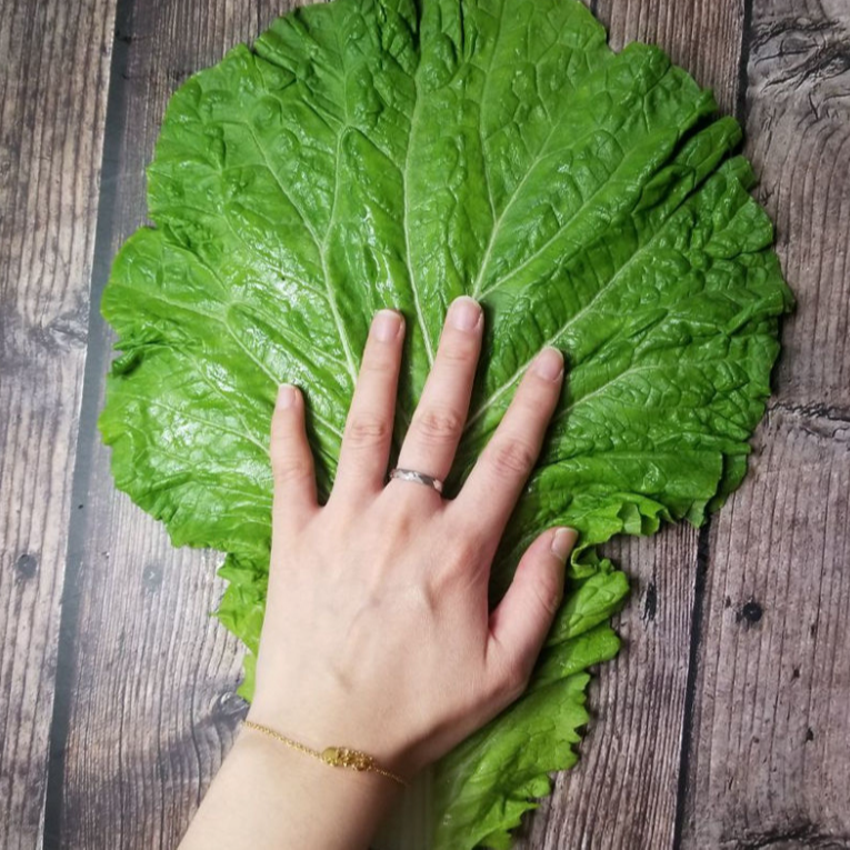 打包叶饭包叶东北特产新鲜白菜叶农家蔬菜包饭包打包叶子当季