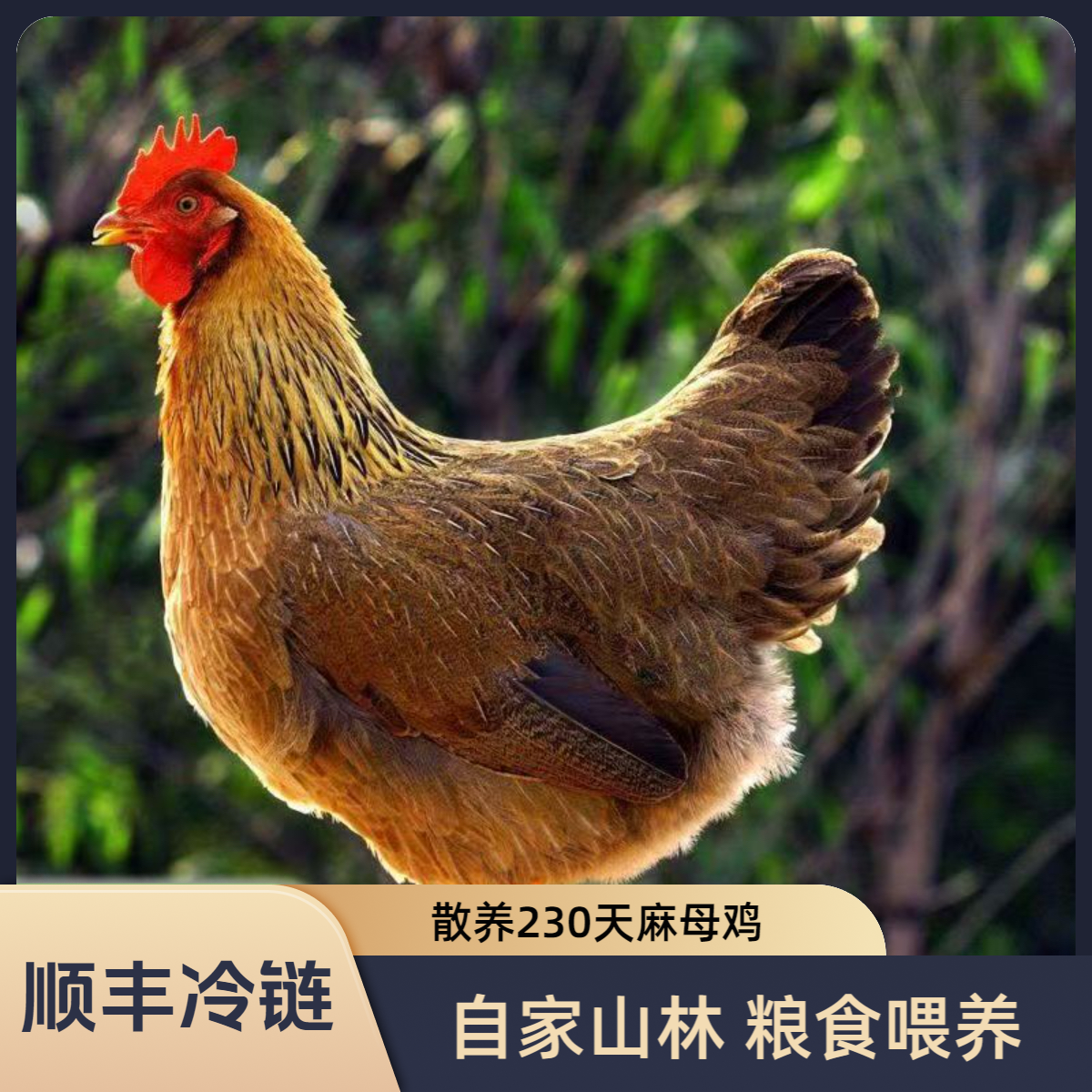 （拍一发二）两只230天散养正宗清远鸡 每天现杀现发！