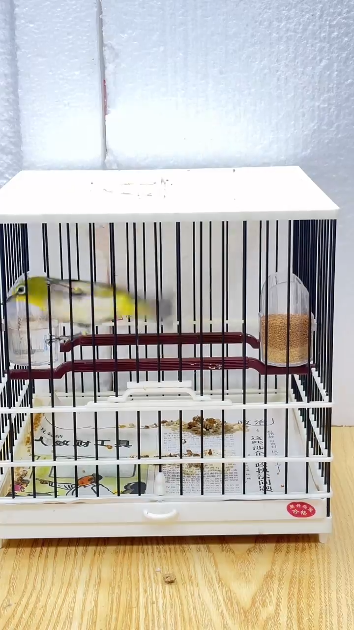 65号  绣眼养笼0元起拍