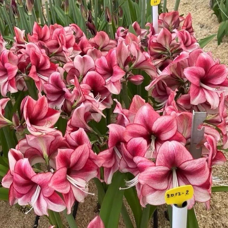 新品 进口朱顶红 编码2012-2  （  7➕）