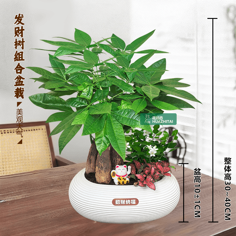 【发财树组合盆栽】绿植九里香(30~40CM)办公桌面盆栽好养常青
