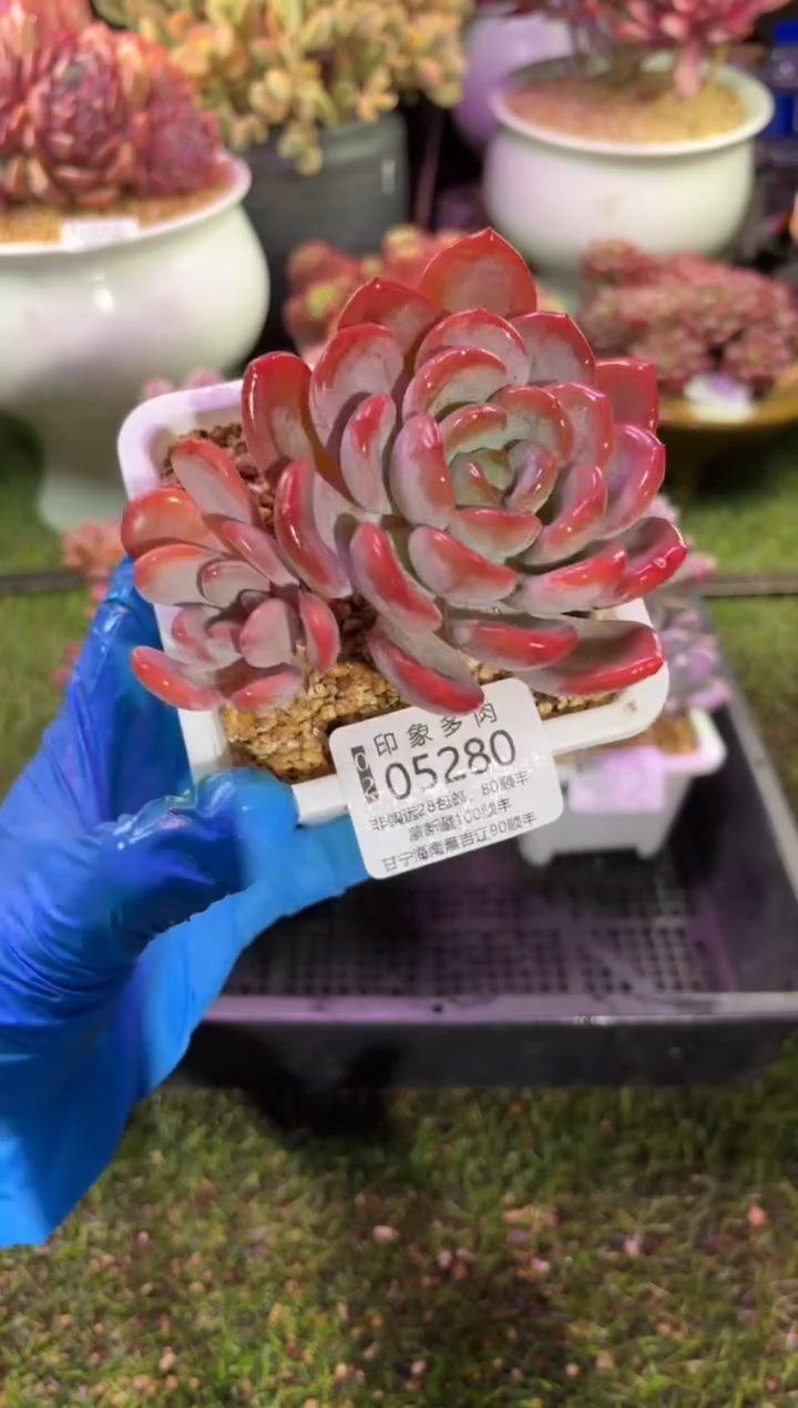 【闪购商品】05280