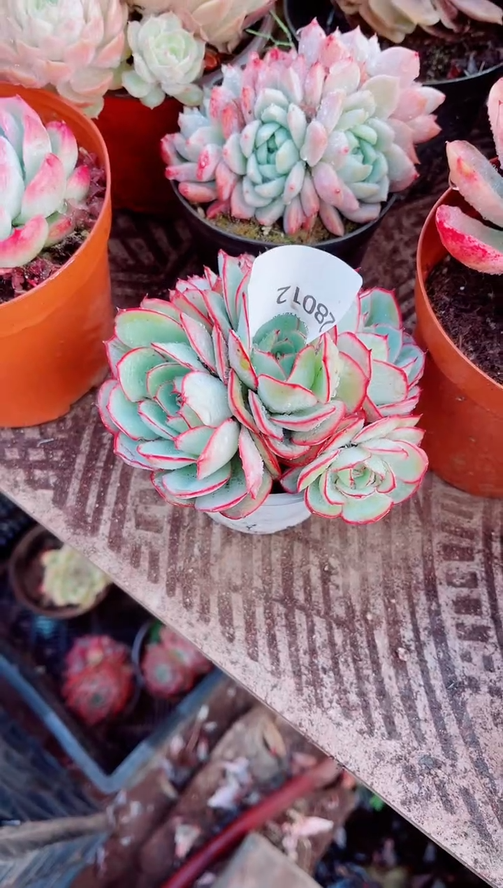 哇****啊跃跃精品多肉28012