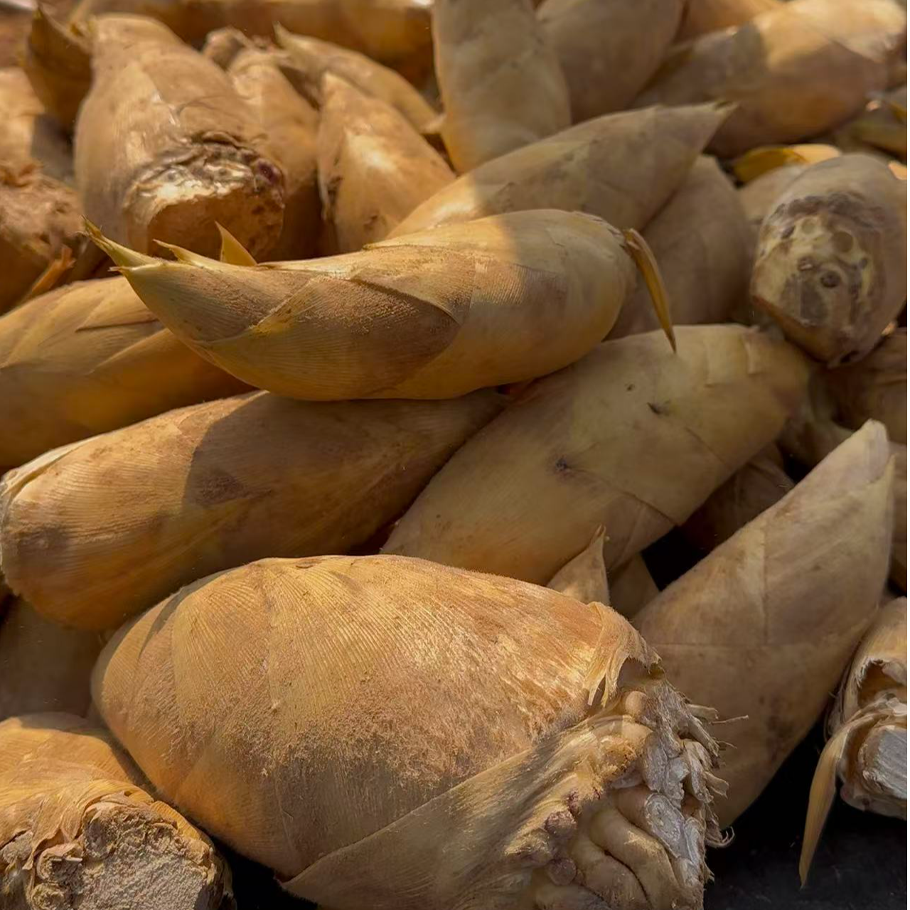 【小谢专属】湖南黄土冬笋