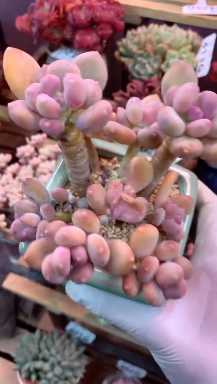 425G（一物一拍，精品多肉，w所见即所得 ）