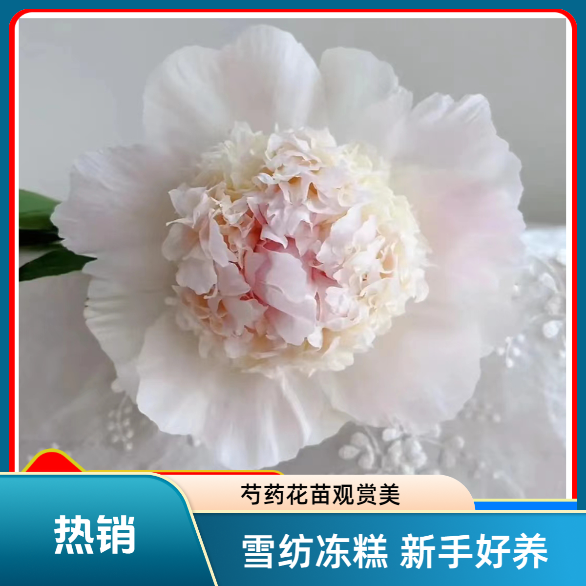 【雪纺冻糕】芍药花苗，耐寒耐旱。送肥料。