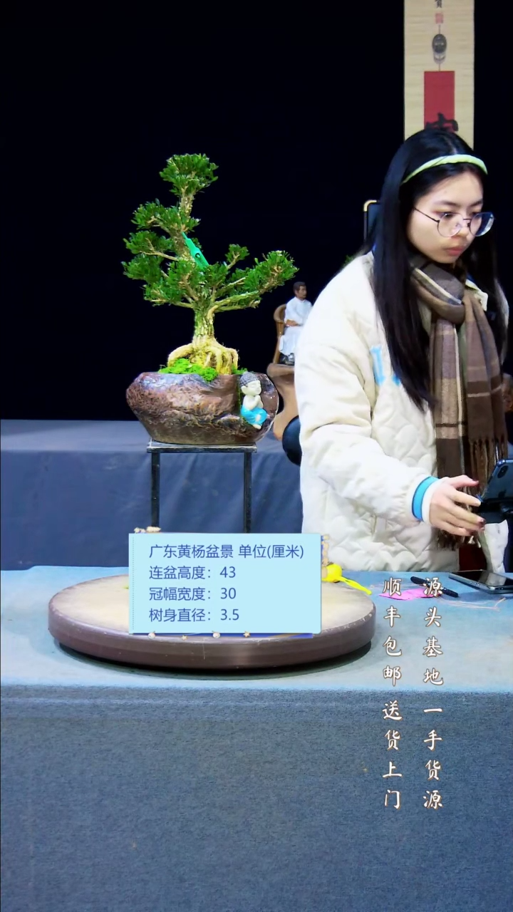 【闪购商品】黄杨盆景黄杨盆景