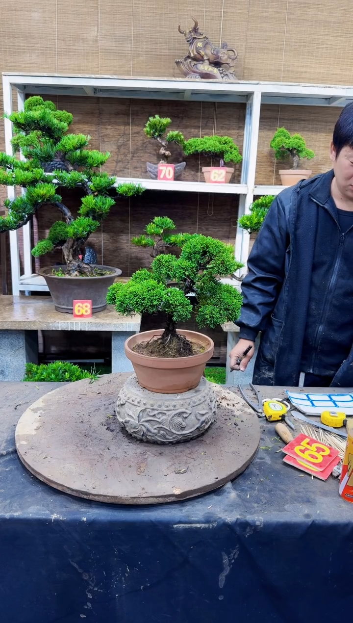 以实际为准冀州针柏