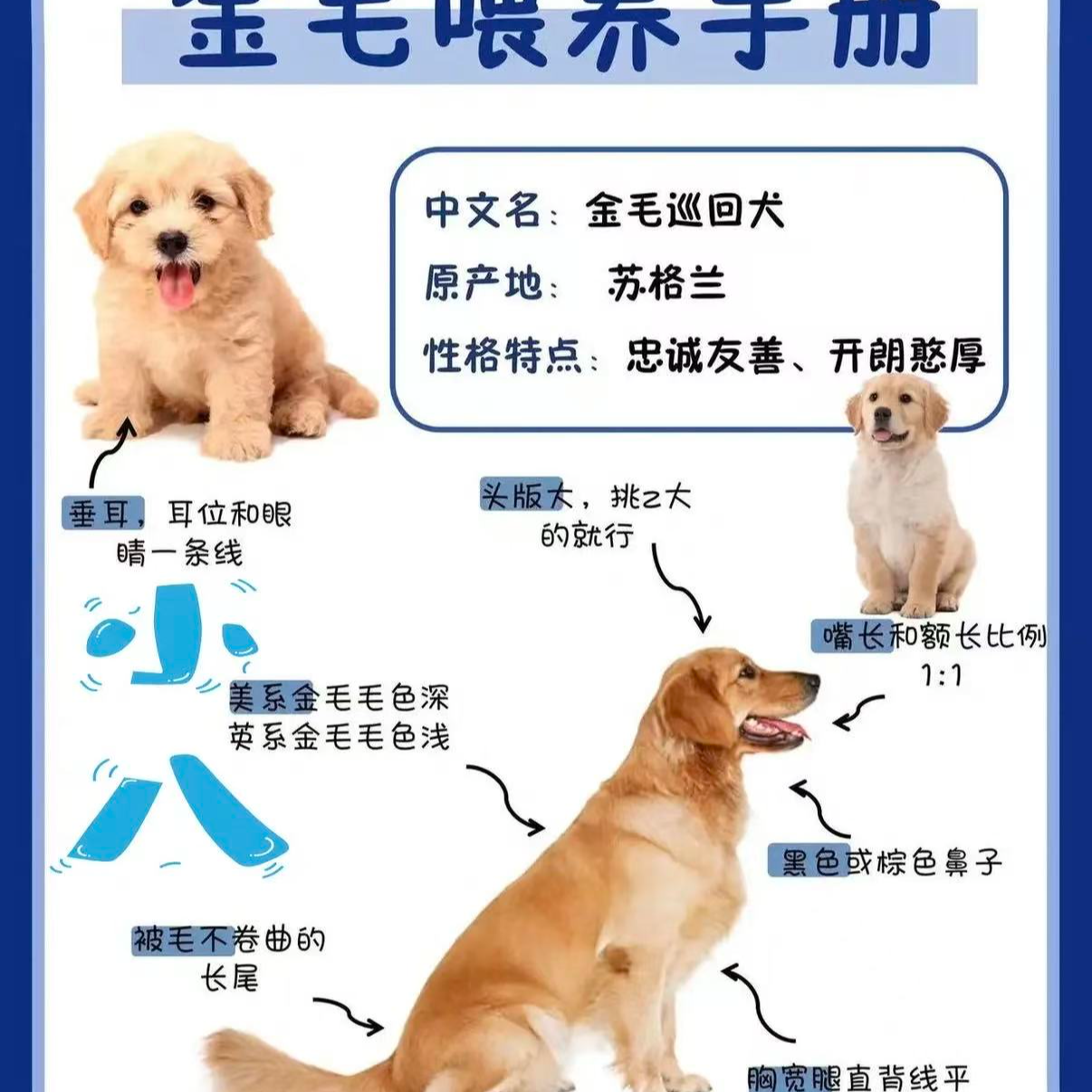 小豪教你如何挑选狗狗