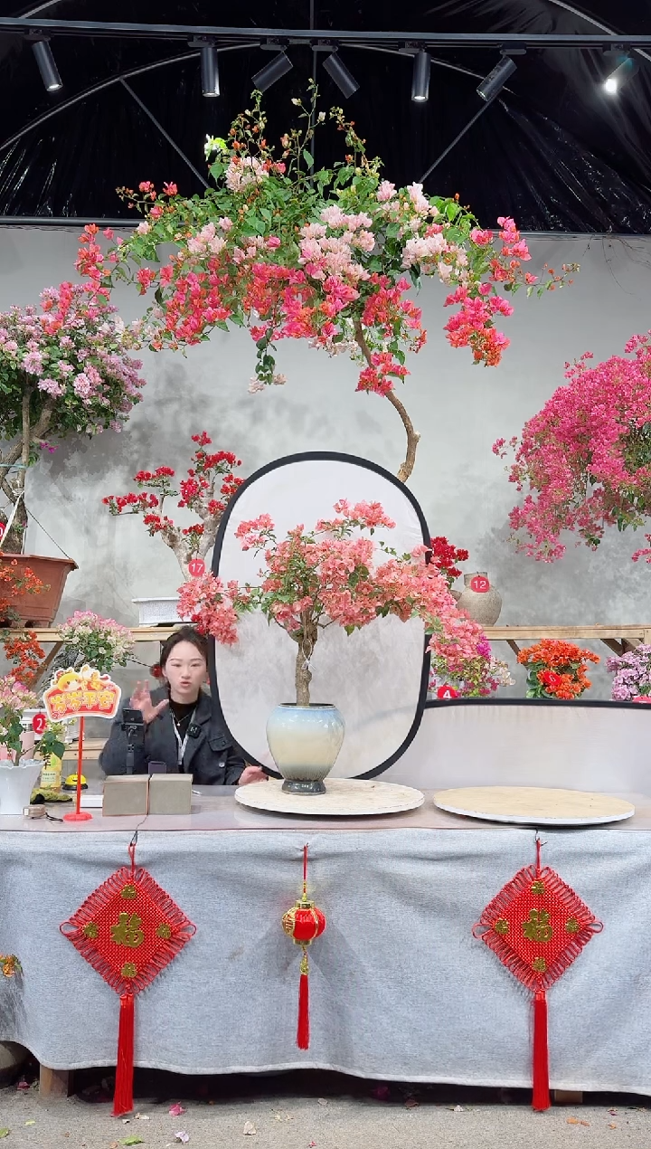 【闪购商品】盆景卡亚塔