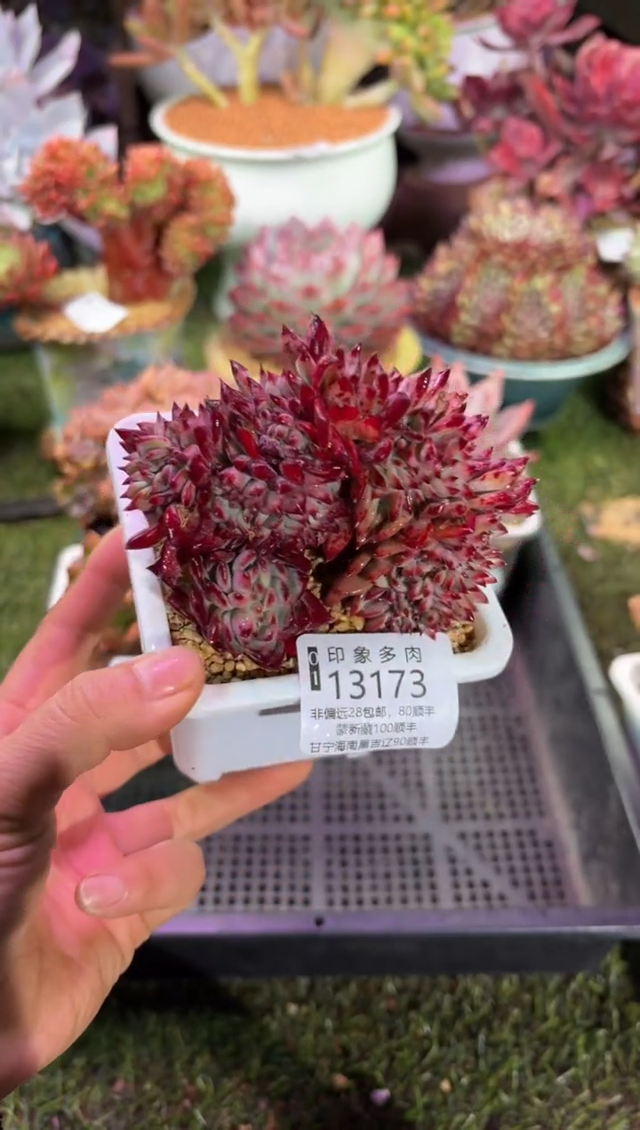 【闪购商品】13173