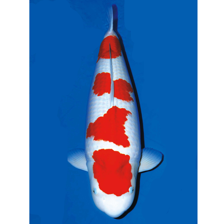 【小董锦鲤】锦鲤鱼直播间改价链接