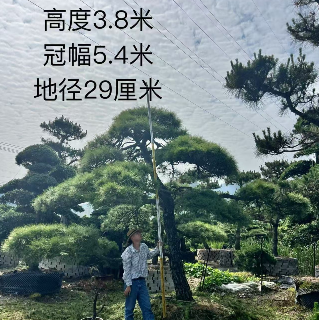 庭院造型提根黑松四季常绿定金500