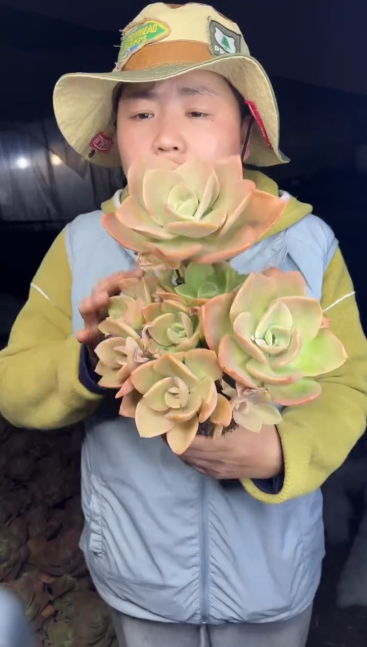 大贺氏  5.99   