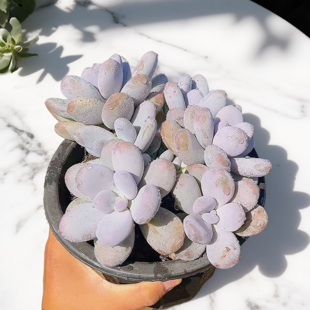 鸡蛋美人 （脱土） 多肉【满15包邮】 以直播间为准  经典多肉