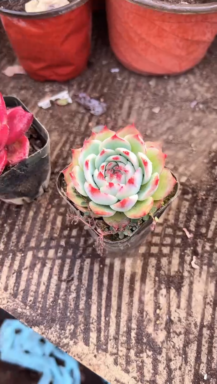 K**i多肉植物一物一拍30267