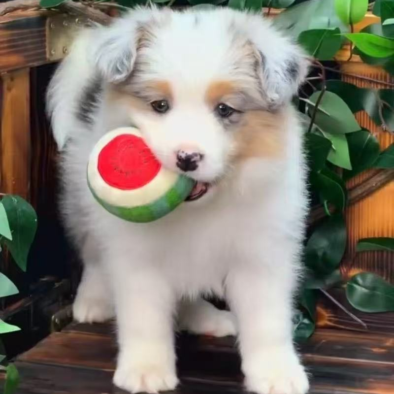 （来福家）T小狗狗活体