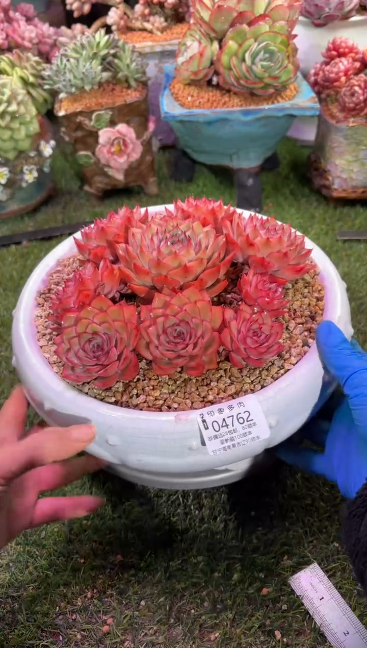 【闪购商品】04762