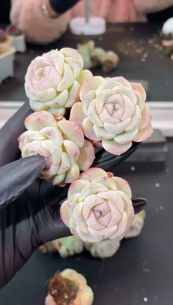 闪购1239 奶油鸡蛋多肉一颗 3.8-4厘米