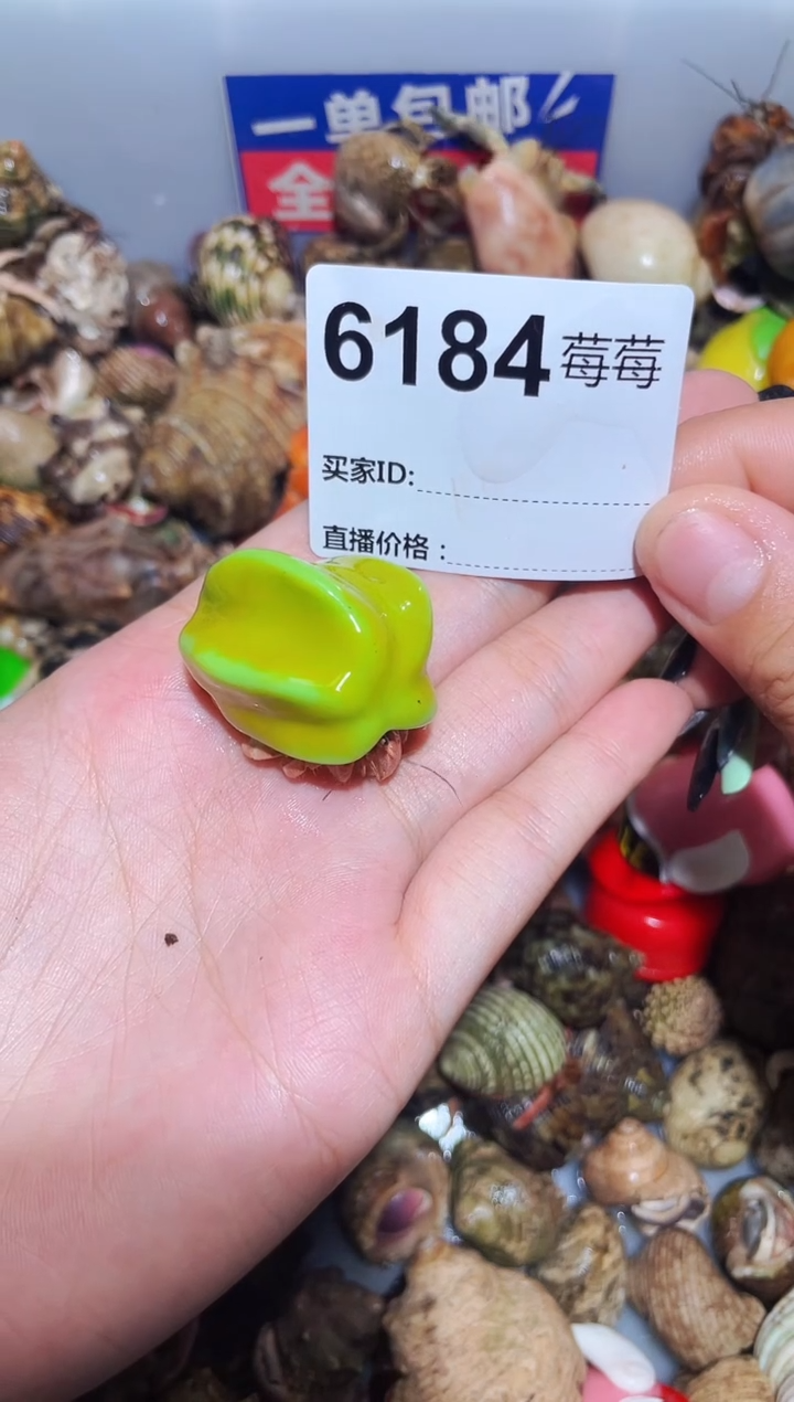 陌派甄选寄居蟹6184，1.8口